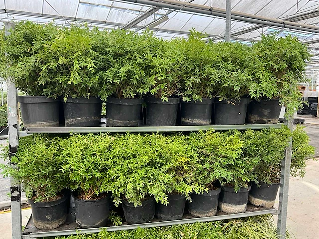 Buxus rococo (50x) - afbeelding 6 van  6