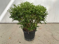 Buxus rococo (50x)
