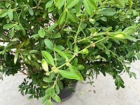 Buxus rococo (50x) - afbeelding 3 van  6