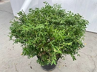 Buxus rococo (50x) - afbeelding 2 van  6