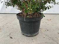 Buxus rococo (50x) - afbeelding 4 van  6
