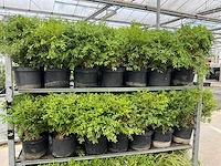 Buxus rococo (50x) - afbeelding 6 van  6
