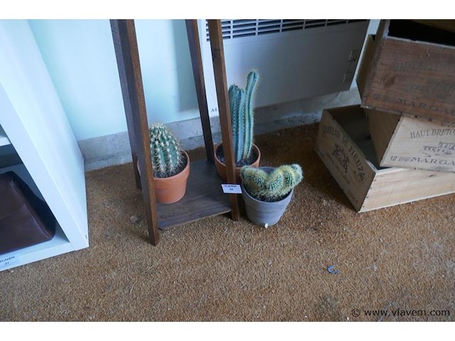Cactussen - afbeelding 1 van  1