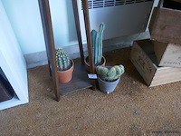 Cactussen - afbeelding 1 van  1