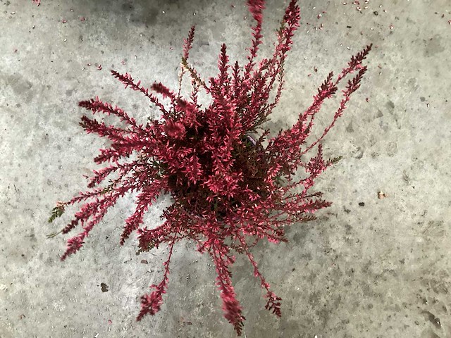 Calluna (100x) - afbeelding 2 van  2