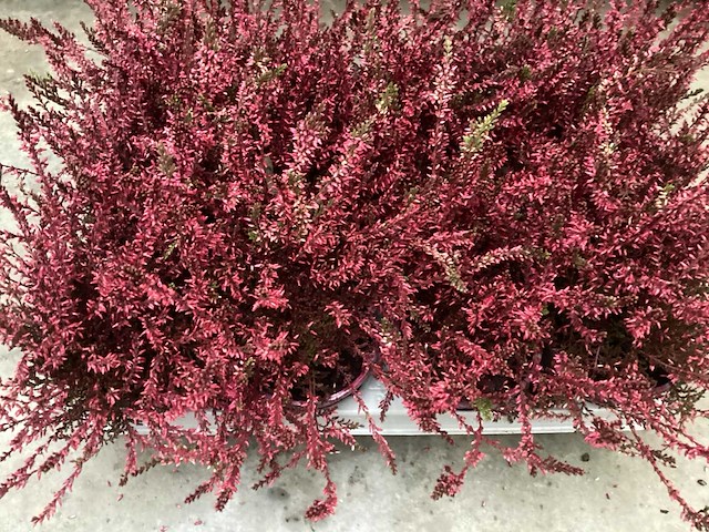 Calluna (100x) - afbeelding 1 van  2