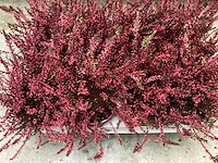 Calluna (100x) - afbeelding 1 van  2