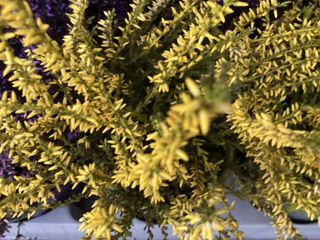 Calluna mix (100x) - afbeelding 4 van  6