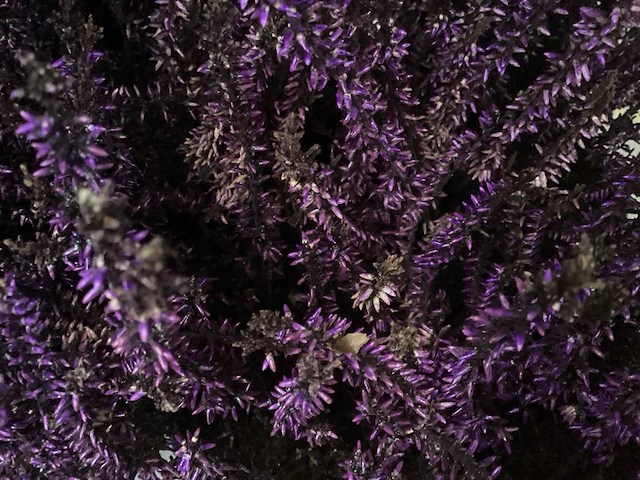 Calluna mix (100x) - afbeelding 5 van  6