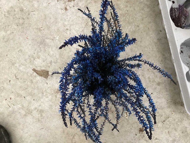 Calluna mix (100x) - afbeelding 6 van  6