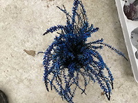 Calluna mix (100x) - afbeelding 5 van  7