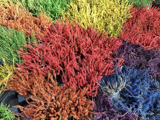 Calluna mix (100x) - afbeelding 7 van  7