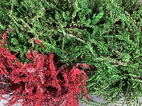 Calluna mix (100x) - afbeelding 1 van  8