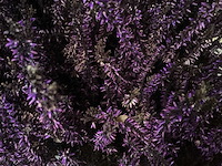 Calluna mix (100x) - afbeelding 5 van  8