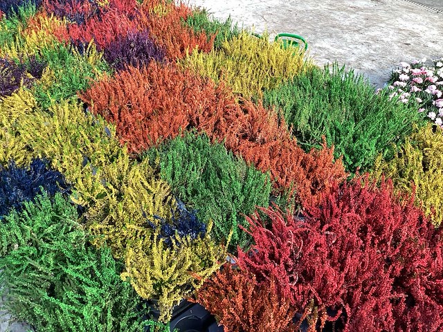 Calluna mix (100x) - afbeelding 7 van  8