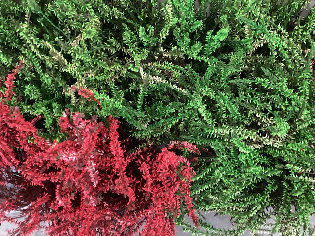 Calluna mix (100x) - afbeelding 1 van  8