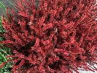 Calluna mix (100x) - afbeelding 2 van  8