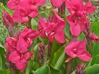 Canna empire, 24 stuks - afbeelding 2 van  2