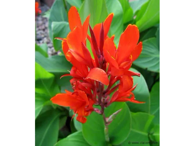 Canna indica, 24 stuks - afbeelding 1 van  1