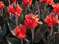 Canna "red wine" 24 stuks - afbeelding 2 van  2