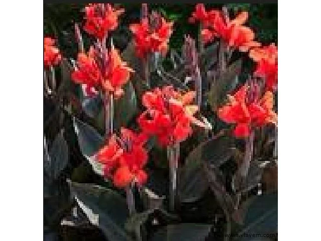 Canna "red wine" 3 stuks - afbeelding 2 van  2