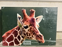 Canvas giraffe - afbeelding 1 van  1