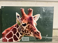 Canvas giraffe - afbeelding 1 van  1