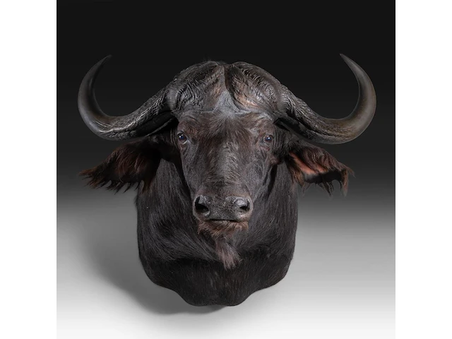 Cape buffalo (syncerus caffer) shoulder mount, taxidermy trophy, h 90 cm - afbeelding 1 van  3