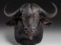 Cape buffalo (syncerus caffer) shoulder mount, taxidermy trophy, h 90 cm