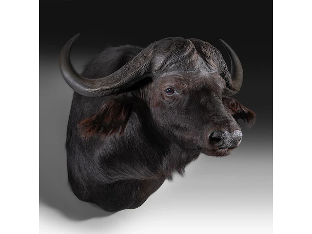 Cape buffalo (syncerus caffer) shoulder mount, taxidermy trophy, h 90 cm - afbeelding 2 van  3