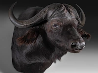 Cape buffalo (syncerus caffer) shoulder mount, taxidermy trophy, h 90 cm - afbeelding 2 van  3