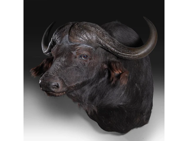 Cape buffalo (syncerus caffer) shoulder mount, taxidermy trophy, h 90 cm - afbeelding 3 van  3