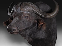 Cape buffalo (syncerus caffer) shoulder mount, taxidermy trophy, h 90 cm - afbeelding 3 van  3