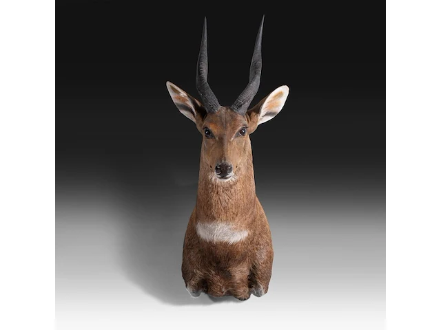 Cape bushbuck (tragelaphus sylvaticus) shoulder mount, taxidermy trophy, h 65 cm - afbeelding 1 van  3