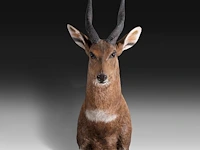 Cape bushbuck (tragelaphus sylvaticus) shoulder mount, taxidermy trophy, h 65 cm