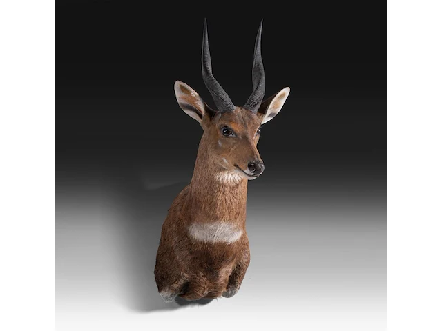 Cape bushbuck (tragelaphus sylvaticus) shoulder mount, taxidermy trophy, h 65 cm - afbeelding 2 van  3