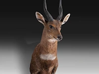 Cape bushbuck (tragelaphus sylvaticus) shoulder mount, taxidermy trophy, h 65 cm - afbeelding 2 van  3