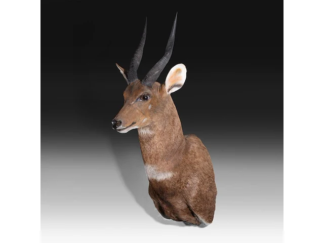 Cape bushbuck (tragelaphus sylvaticus) shoulder mount, taxidermy trophy, h 65 cm - afbeelding 3 van  3