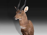 Cape bushbuck (tragelaphus sylvaticus) shoulder mount, taxidermy trophy, h 65 cm - afbeelding 3 van  3