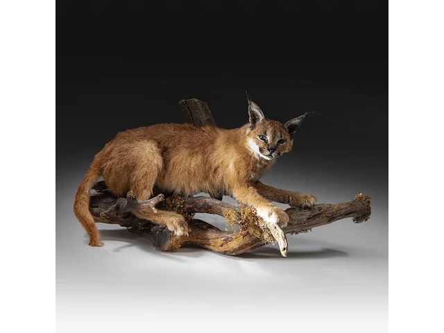 Caracal (caracal caracal) full mount, taxidermy trophy, h 40 cm - w 65 cm - d 30 cm - 5,6kg - afbeelding 1 van  8