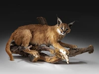 Caracal (caracal caracal) full mount, taxidermy trophy, h 40 cm - w 65 cm - d 30 cm - 5,6kg