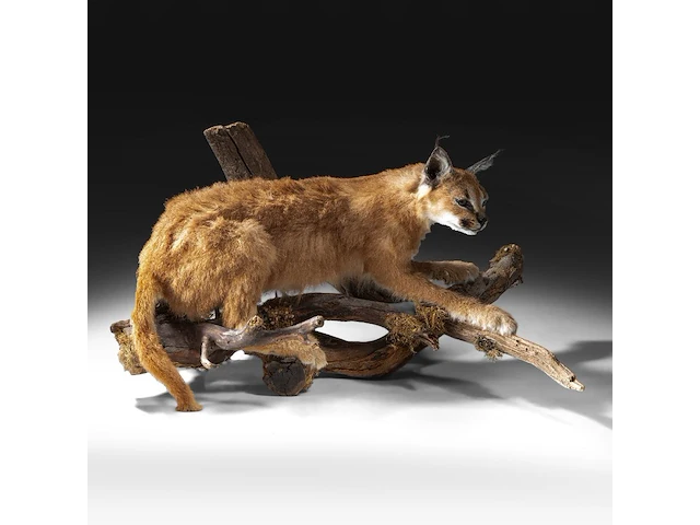 Caracal (caracal caracal) full mount, taxidermy trophy, h 40 cm - w 65 cm - d 30 cm - 5,6kg - afbeelding 2 van  8