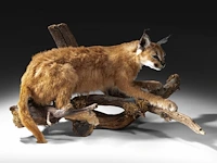 Caracal (caracal caracal) full mount, taxidermy trophy, h 40 cm - w 65 cm - d 30 cm - 5,6kg - afbeelding 2 van  8