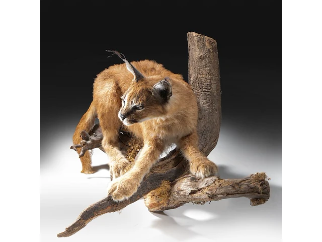 Caracal (caracal caracal) full mount, taxidermy trophy, h 40 cm - w 65 cm - d 30 cm - 5,6kg - afbeelding 3 van  8