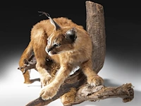 Caracal (caracal caracal) full mount, taxidermy trophy, h 40 cm - w 65 cm - d 30 cm - 5,6kg - afbeelding 3 van  8