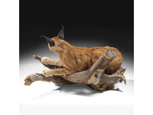 Caracal (caracal caracal) full mount, taxidermy trophy, h 40 cm - w 65 cm - d 30 cm - 5,6kg - afbeelding 4 van  8