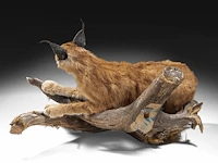 Caracal (caracal caracal) full mount, taxidermy trophy, h 40 cm - w 65 cm - d 30 cm - 5,6kg - afbeelding 4 van  8