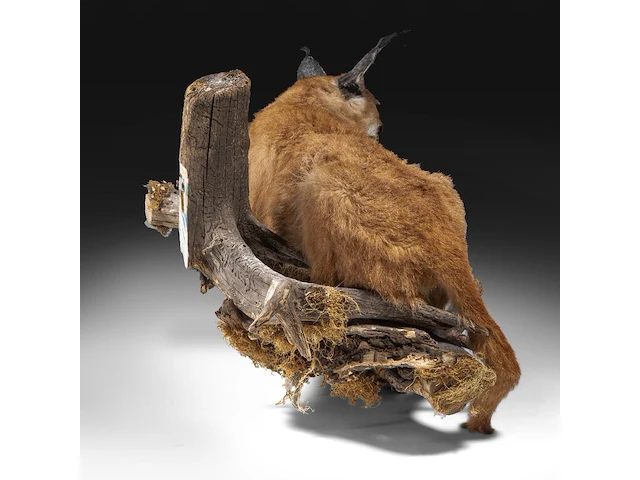 Caracal (caracal caracal) full mount, taxidermy trophy, h 40 cm - w 65 cm - d 30 cm - 5,6kg - afbeelding 5 van  8