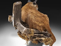 Caracal (caracal caracal) full mount, taxidermy trophy, h 40 cm - w 65 cm - d 30 cm - 5,6kg - afbeelding 5 van  8