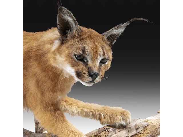 Caracal (caracal caracal) full mount, taxidermy trophy, h 40 cm - w 65 cm - d 30 cm - 5,6kg - afbeelding 6 van  8